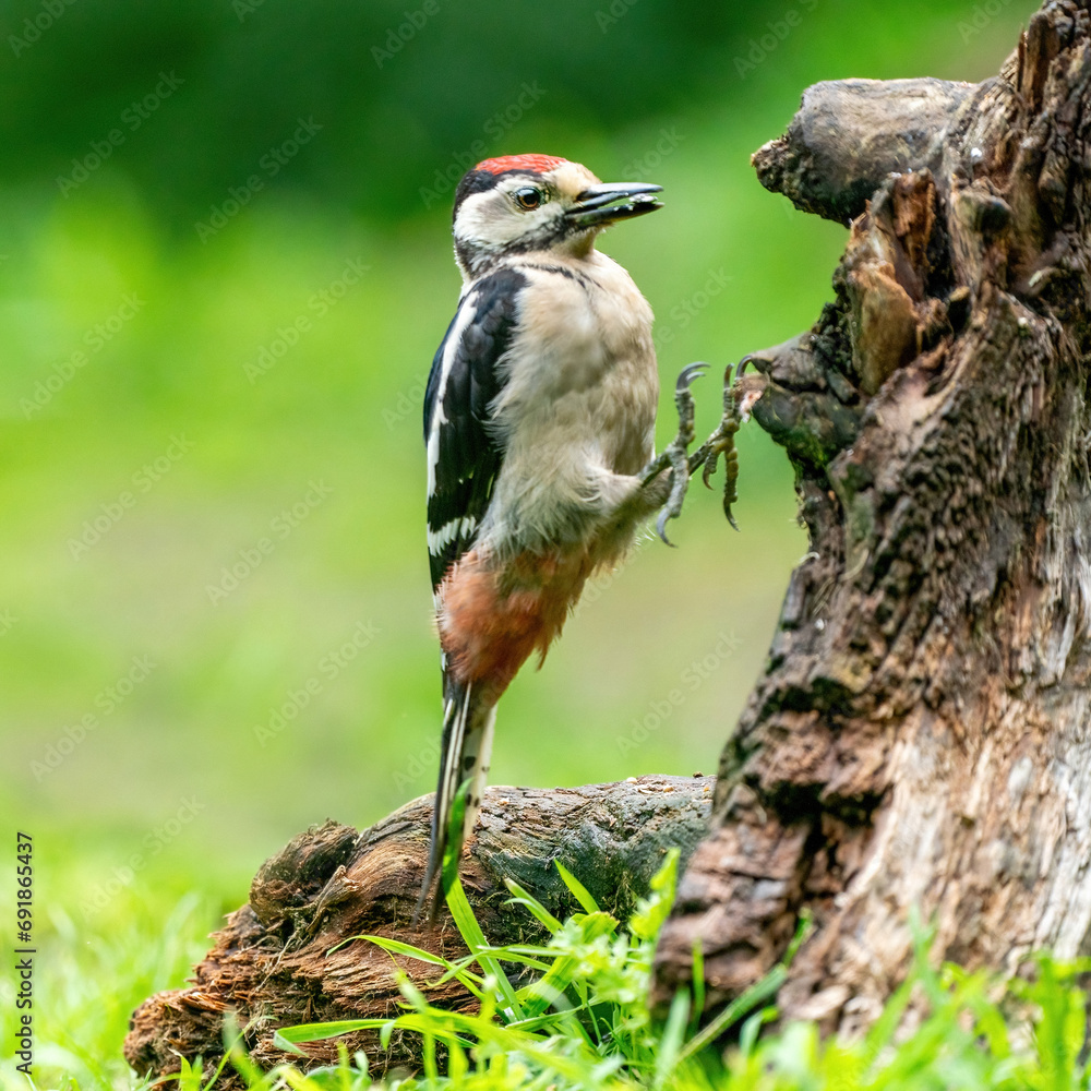 A funny woodpecker he jumps on a tree trunk. green natural background. Nature green colours