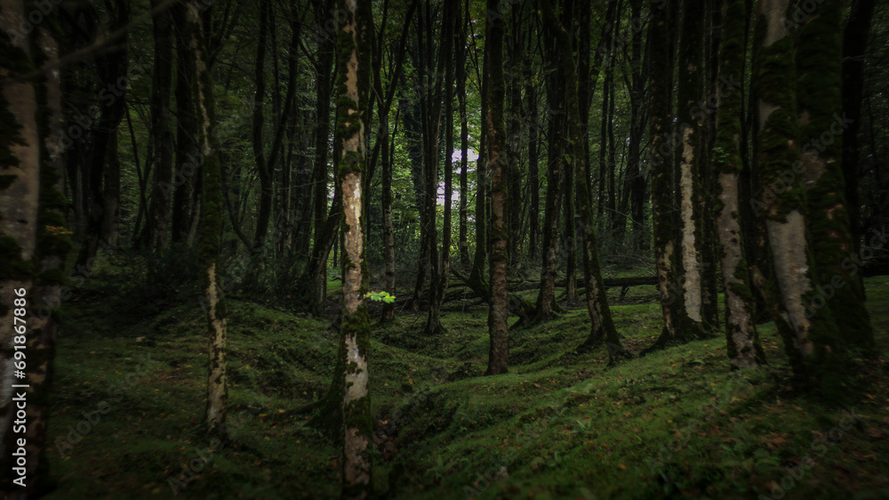 Fototapeta premium the inside of a forest with lots of green moss and trees