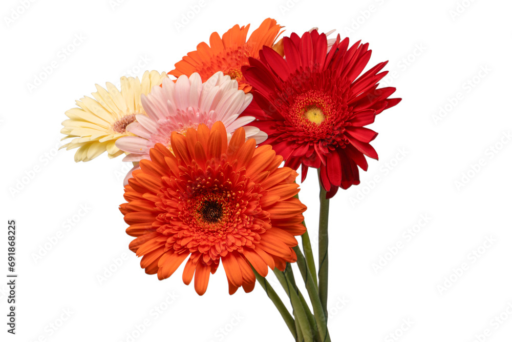 Bouquet of colorful gerbera flowers isolated on white.