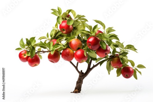 Ripe, juicy red apples hanging from a branch in an orchard, showcasing the abundance of a fruitful harvest. photo