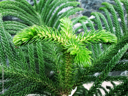 Beautiful green leaves of Araucaria cookii or Araucaria columnaris or Araucaria heterophylla plant commonly known as Christmas tree. It's also called pine tree. photo