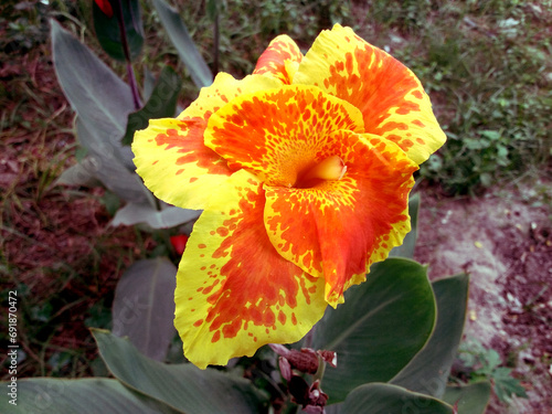 Beautiful Burbank Canna 'Yellow King Humbert' flower growing in the garden. Canna hybrida cultivar with orange flowers mottled red in center. Kelly's plant.