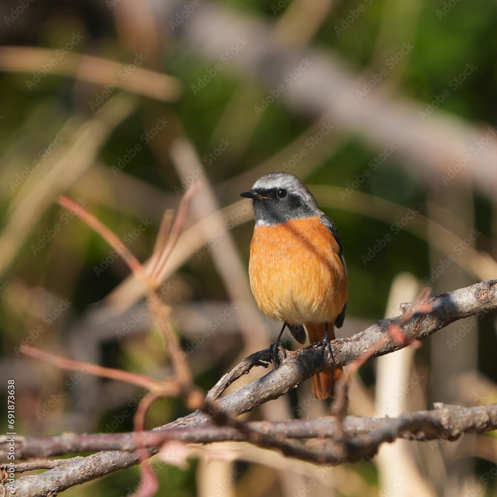 daurian redstart in a forest daurian redstart in a forest
