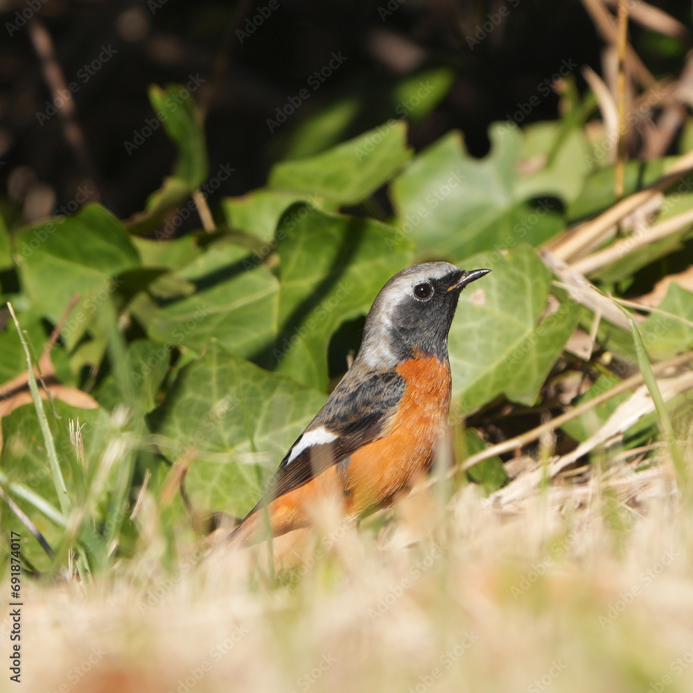 daurian redstart in a forest daurian redstart in a forest