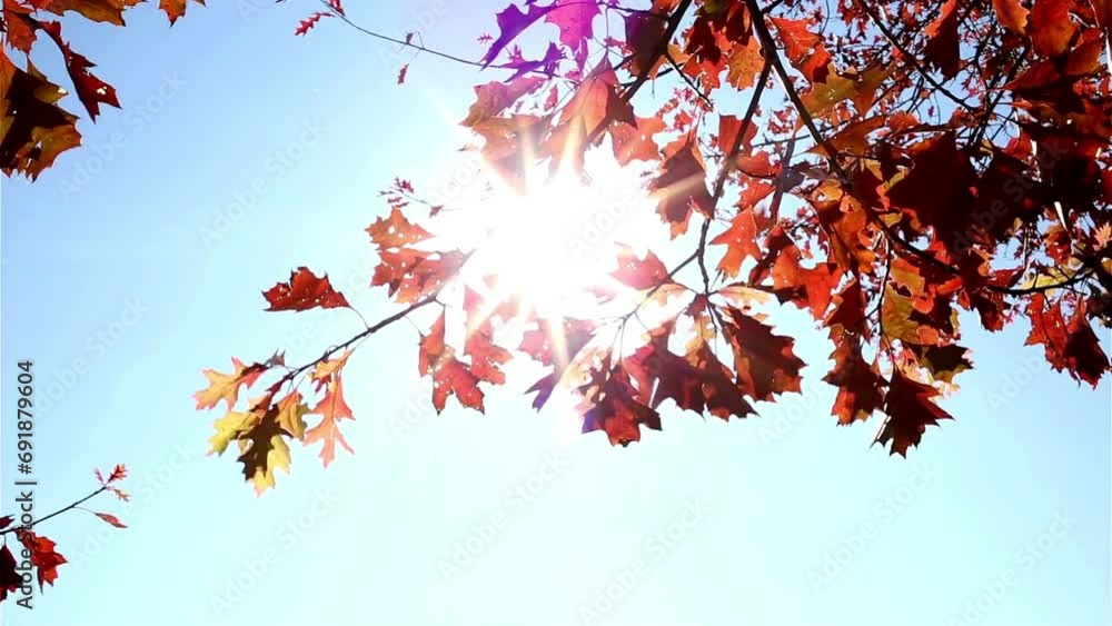 4K Video: Beautiful Autumn Leaves Against Sun and Sky - Fall Splendor
4K Video: Beautiful Autumn Leaves Against Sun and Sky - Fall Splendor