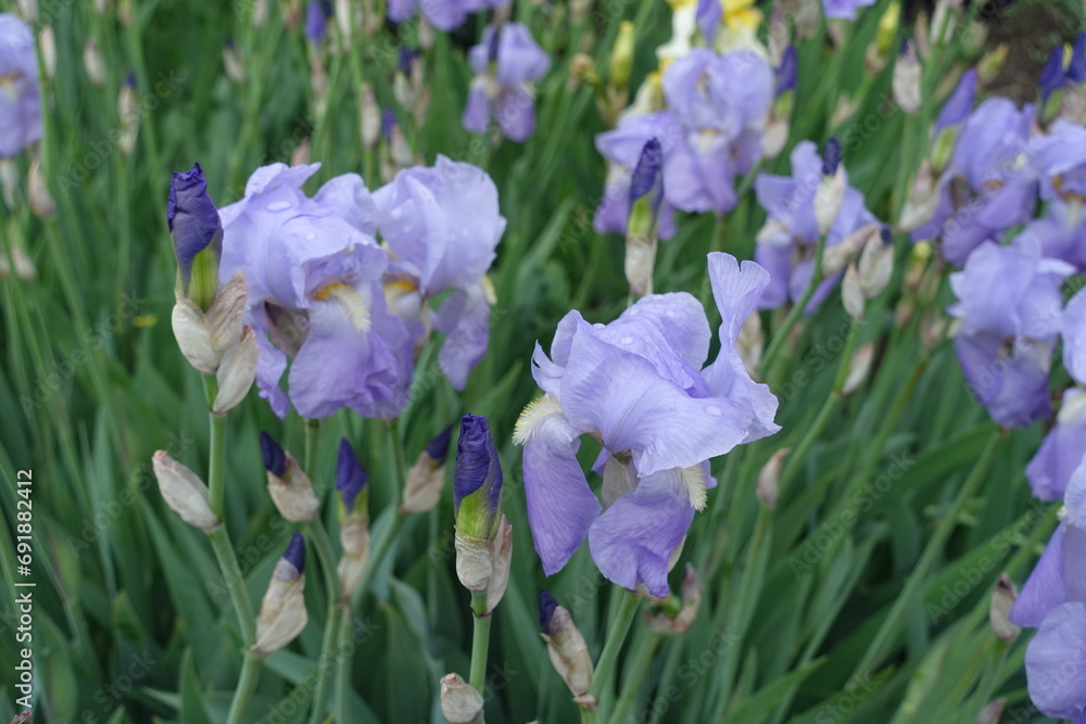 Buds and violet flowers of Iris germanica in mid May