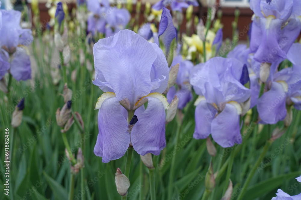 Close shot of pastel violet flowers of Iris germanica in May Close shot of pastel violet flowers of Iris germanica in May