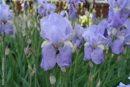 Close shot of pastel violet flowers of Iris germanica in May