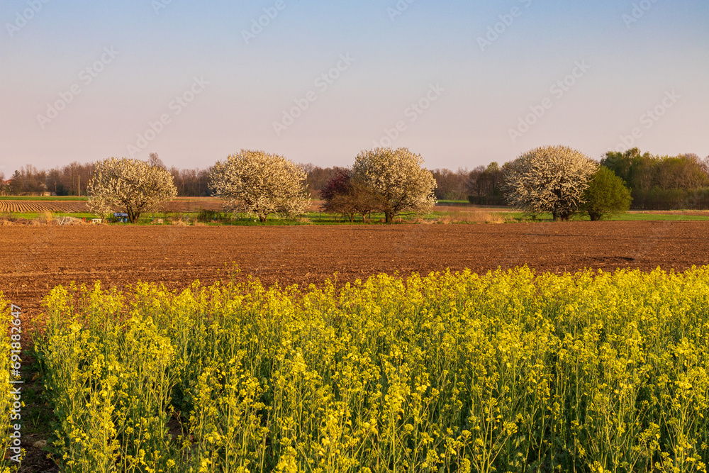 campo di colza in fiore