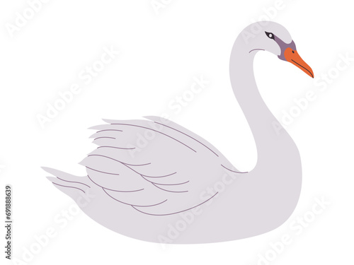 white color mute swan bird wild nature animal have beak and long neck with beautiful feather