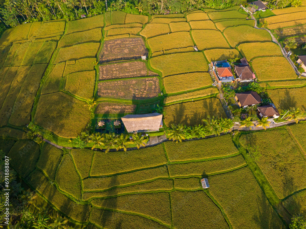 Aerial view of rice fields near Ubud, Bali, Indonesia