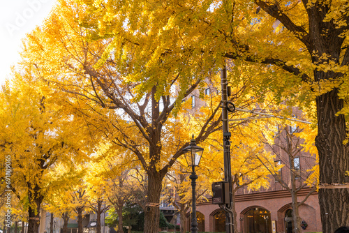 横浜秋の風景　山下公園通りのイチョウ並木　Autumn scenery in Yokohama: Ginkgo trees along Yamashita Park Street