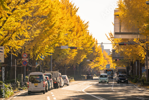 横浜秋の風景　山下公園通りのイチョウ並木　Autumn scenery in Yokohama: Ginkgo trees along Yamashita Park Street © JAPAN SKYLINE