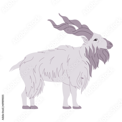 white color markhor wild nature animal big goat with spiral horned herbivore mammal creature