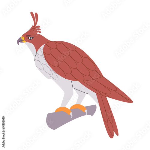 brown color java hawk eagle bird perched in branch wild nature predator hunter animal have beak and sharp claw