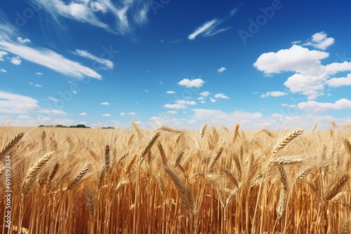Gold wheat field on a sunny day