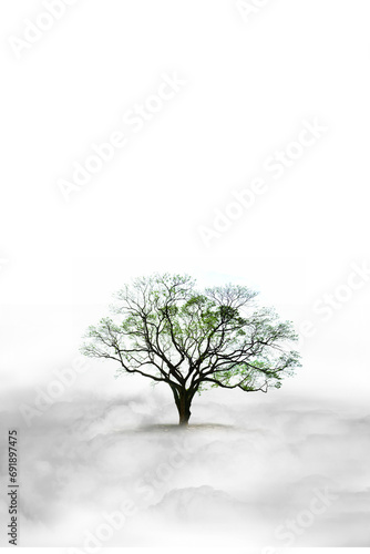 tree in snow, The sky, white clouds, trees stand out in the middle of a fluffy cloud. Nature is abstract, light, weather conditions white, landscapes, smoke and cloudy weather.