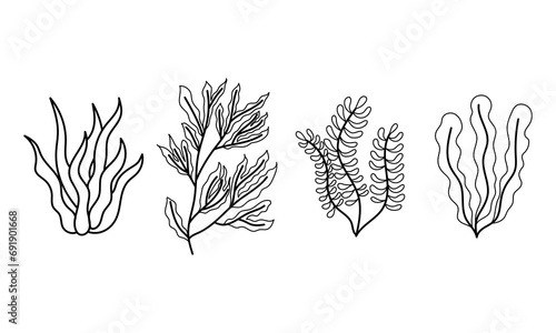 Set of seaweed under the sea elements. Hand drawn clip art
