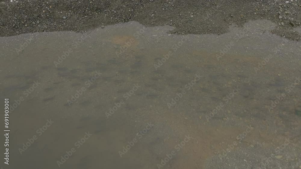 Trout swim in shallow waters. Shooting from a drone. A school of fish swims in a pond.