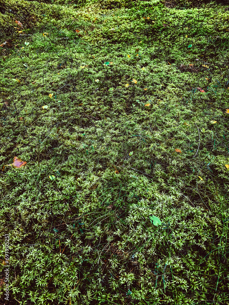 Forest floor with lingonberry bushes, red fruits of cowberry (vaccinium vitis-idaea) and moss. Aerial view. Texture, natural background. Forest floor with lingonberry bushes, red fruits of cowberry (vaccinium vitis-idaea) and moss. Aerial view. Texture, natural background.