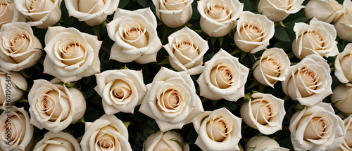White roses texture background.