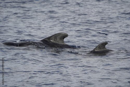 The long-finned pilot whale (Globicephala melas) is a large species of oceanic dolphin. It shares the genus Globicephala with the short-finned pilot whale (Globicephala macrorhynchus). Canary Islands. photo