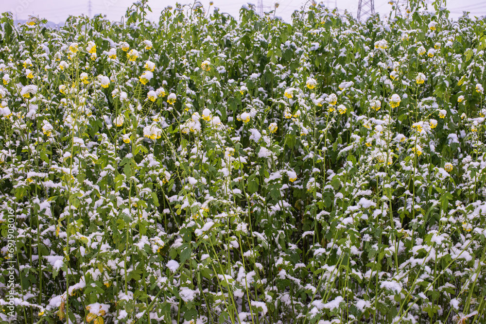 Frost-Kissed Gold: A Picturesque Snow-Blanketed Rapeseed Field in the Tranquil Countryside. Winter's Whispers: Snow-Blanketed Rapeseed Field in Rural Landscape Frost-Kissed Gold: A Picturesque Snow-Blanketed Rapeseed Field in the Tranquil Countryside. Winter's Whispers: Snow-Blanketed Rapeseed Field in Rural Landscape
