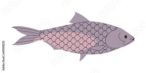 grey color tenualosa ilisha fish wild nature animal freshwater river or lake swim underwater