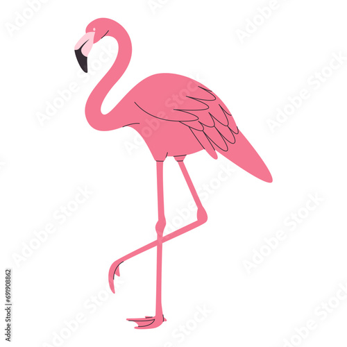 pink color flamingo bird wild nature tropical beautiful animal feather have long neck and foot