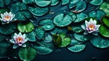 Beautiful Lotus Green Leaves, HD, Background Wallpaper, Desktop Wallpaper