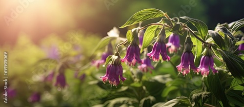 Comfrey pink flowers growing in summer garden Purple Symphytum officinale perennial flowering plants grow in spring green meadow Fresh wildflowers cultivated Comfrey blooming close up pastel co photo