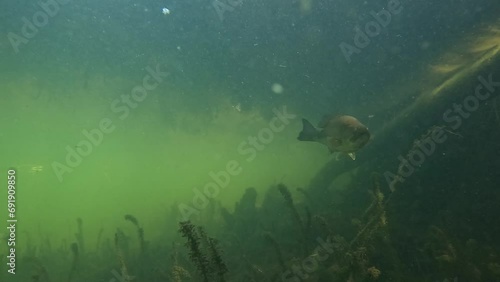 Black bass observing the camera, followed by a perch making an appearance. This scene captures their curious nature and interaction in a freshwater environment. photo