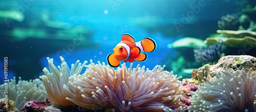 Clownfish shelters in its host anemone on a tropical coral reef. Copy space image. Place for adding text