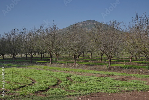 Slika na platnu Mount Tabor in the Galilee, Israel with the Church of Transfiguration on top and