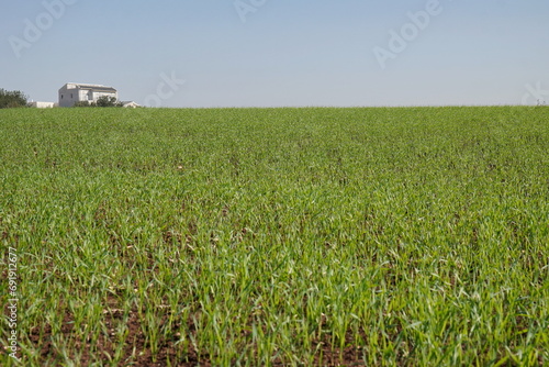rows of newly planted agricultural fields