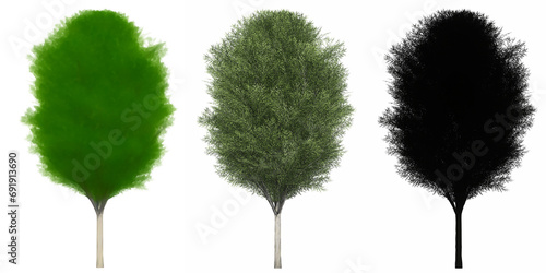 Set or collection of Japanese Zelkova trees, painted, natural and as a black silhouette on white background. Conceptual 3d illustration for nature, ecology and conservation, strength, beauty photo