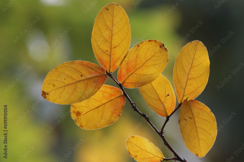 autumn leaves on a tree autumn leaves on a tree