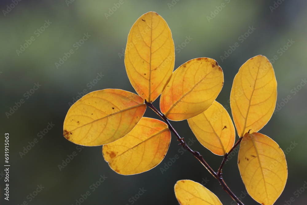 autumn leaves on a tree autumn leaves on a tree