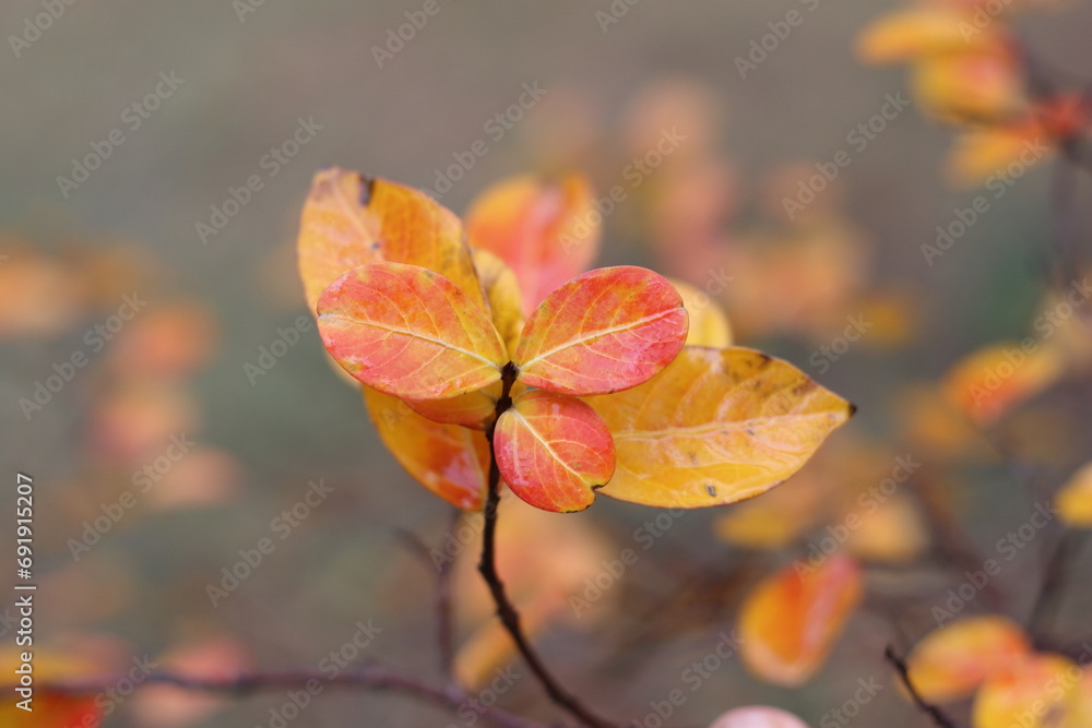 red and yellow leaves in autumn red and yellow leaves in autumn
