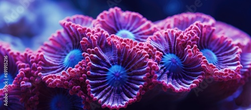 Acanthastrea Micromussa lordhowensis LPS coral in close up photography. Copy space image. Place for adding text