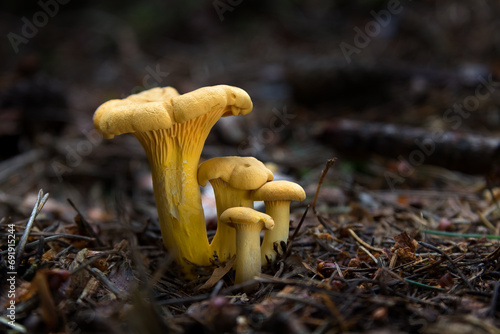 Chanterelle or Golden Chanterelle (Cantharellus cibarius) very tasty mushroom in the forest
