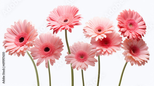 Isolated Gerbera Blossoms  Transparent Background