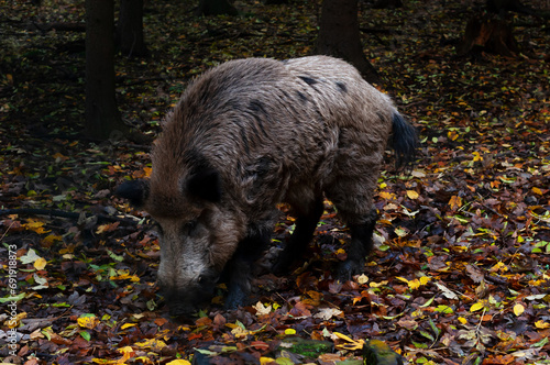 big wild boar in the autumn forest photo