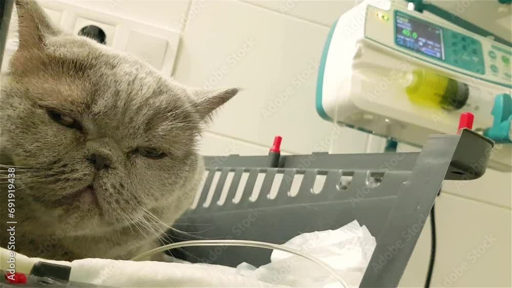 Cat iv fluid therapy. Cat on iv fluids. Sick cat on a iv drip in