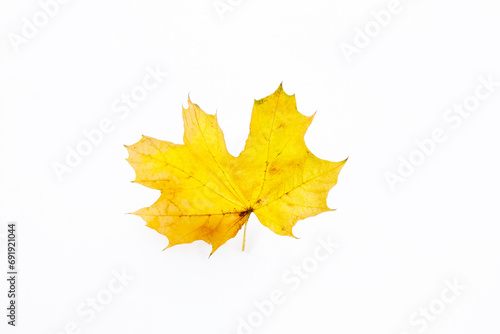 Yellow fallen maple leaf on snow.
