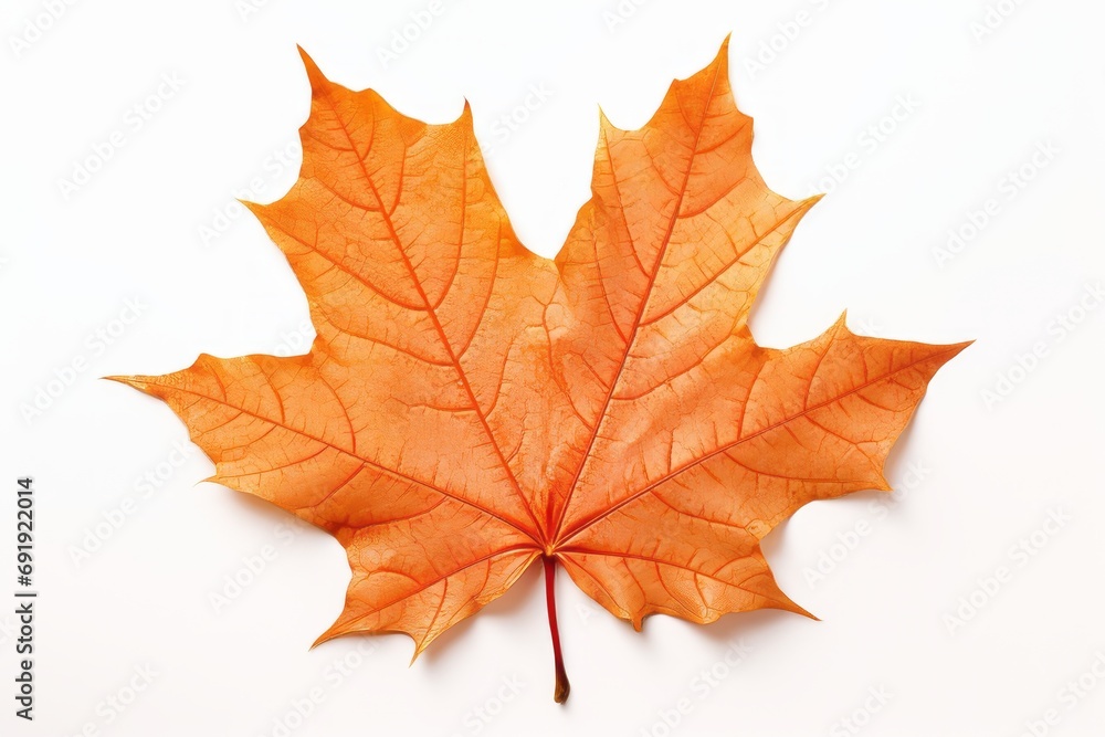 autumn maple leaf isolated on white background