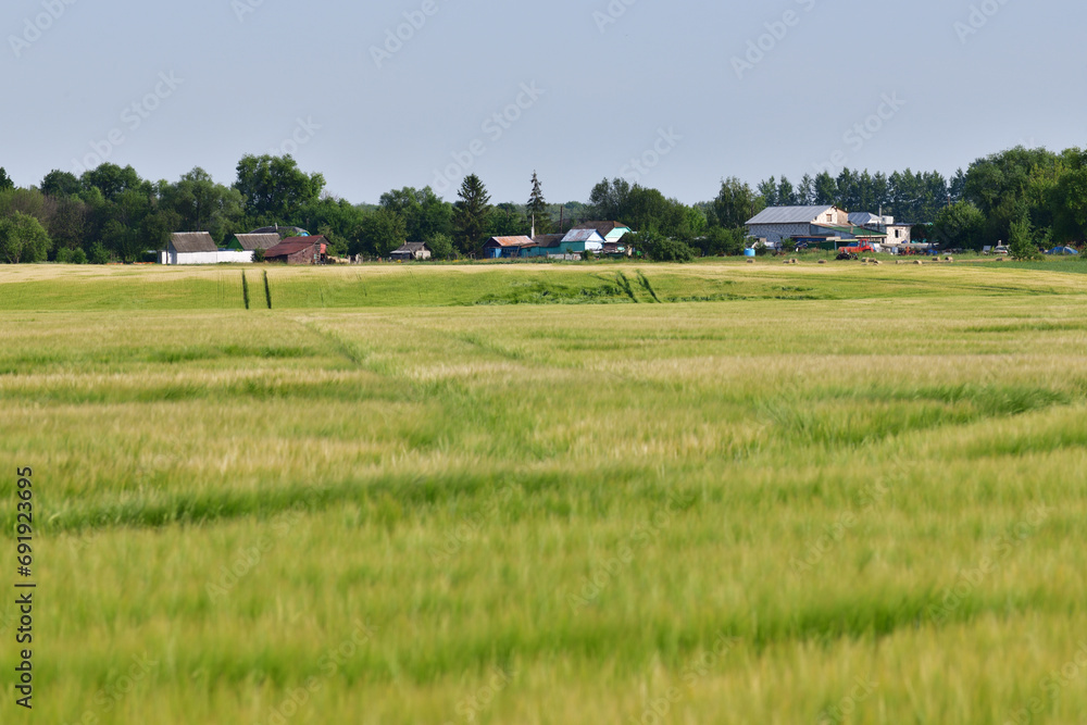 Russian province in summer - rye field in front of rural houses
