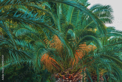 Palm trees with lush green leaves in summer  tropical seaside landscape