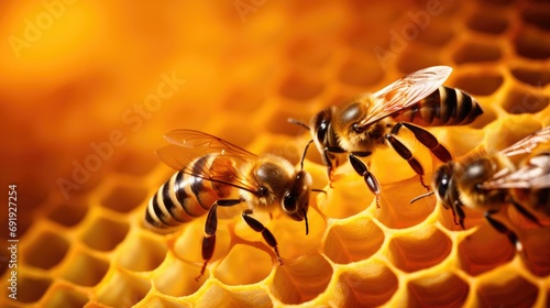 High resolution close-up photo, bees on honeycomb