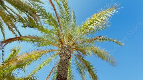 Fast panning of palm trees bottom top view with sun 
